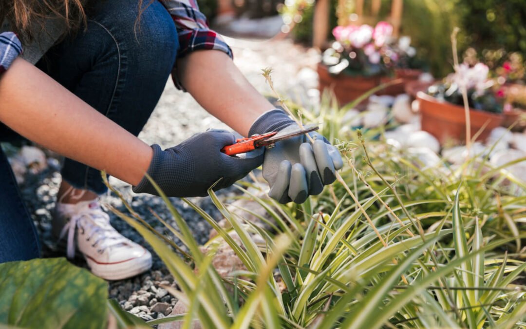 The Ultimate Lawn Care Guide for Homeowners