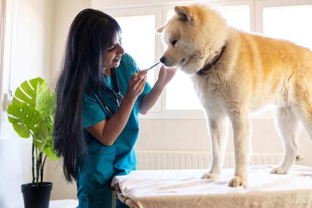 Pet Marketing
