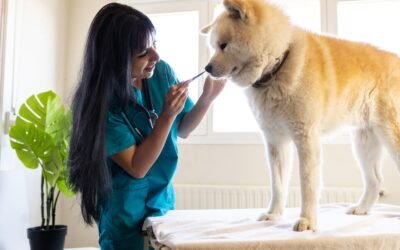 8 Tips For Fixing Dog Road Trip Anxiety