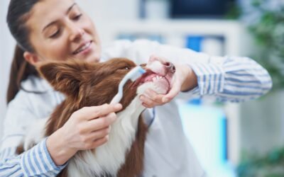 Thinking Creatively: Pet Fears And Stereotypes