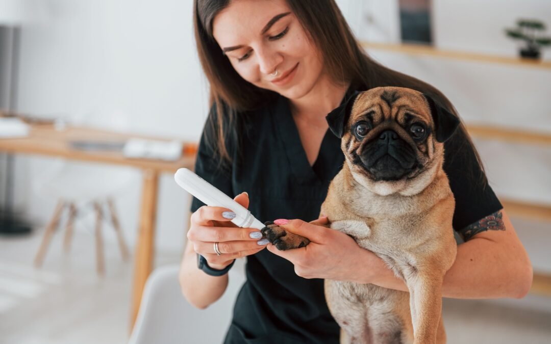 Best Care Tips for Your Little Friend