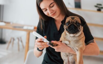 Best Care Tips for Your Little Friend
